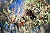 Monarch Butterflies 7